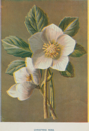 Fine Impressions Gallery: Antique Prints > Botanicals > Christmas Rose